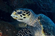 Eretmochelys imbricata Tortue imbriquee-Maldives Fish Head-17m-20240423-da-DSC_6165_tn